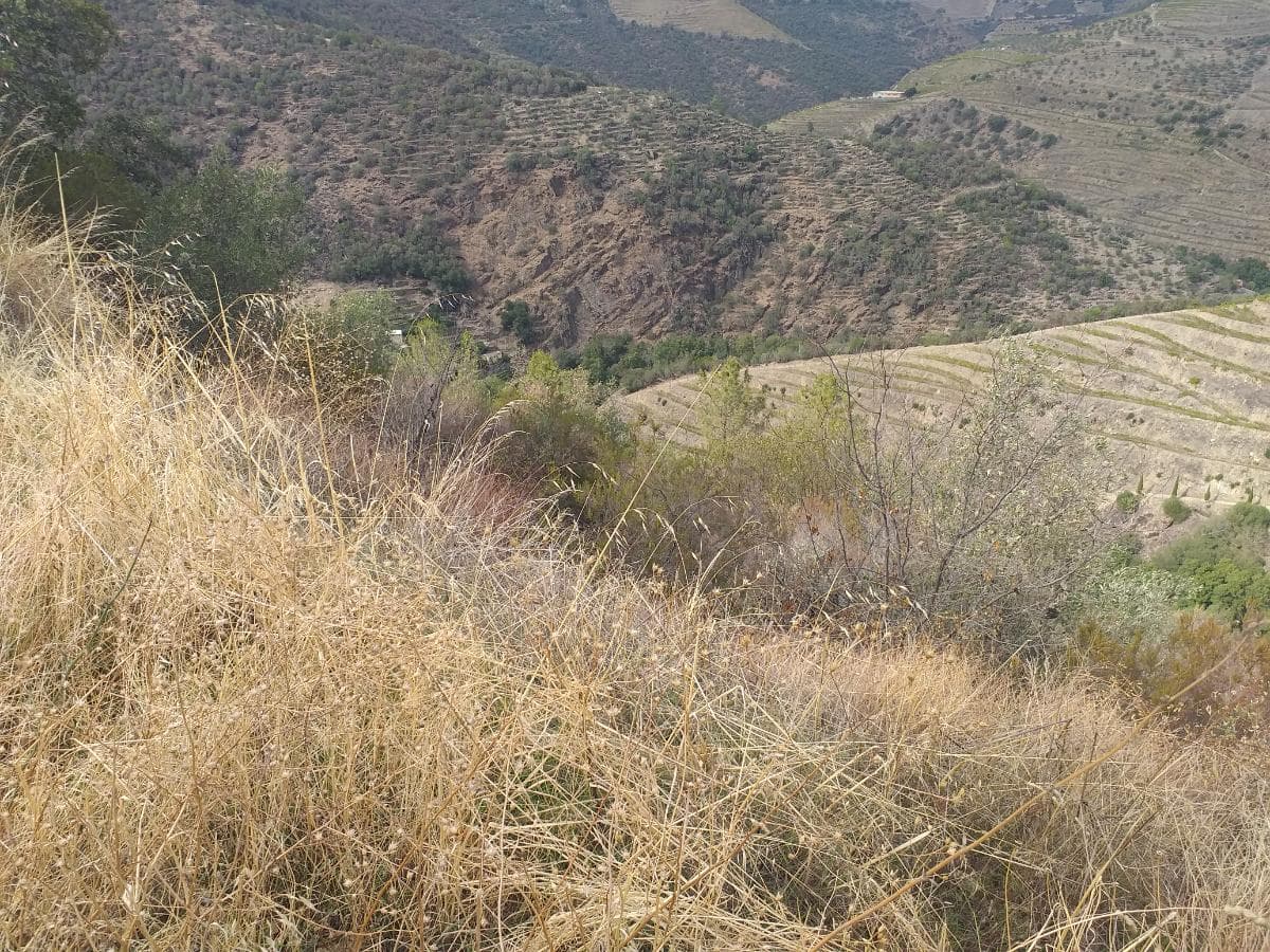 Terreno com 4,49 ha · Tabuaço — imagen 8