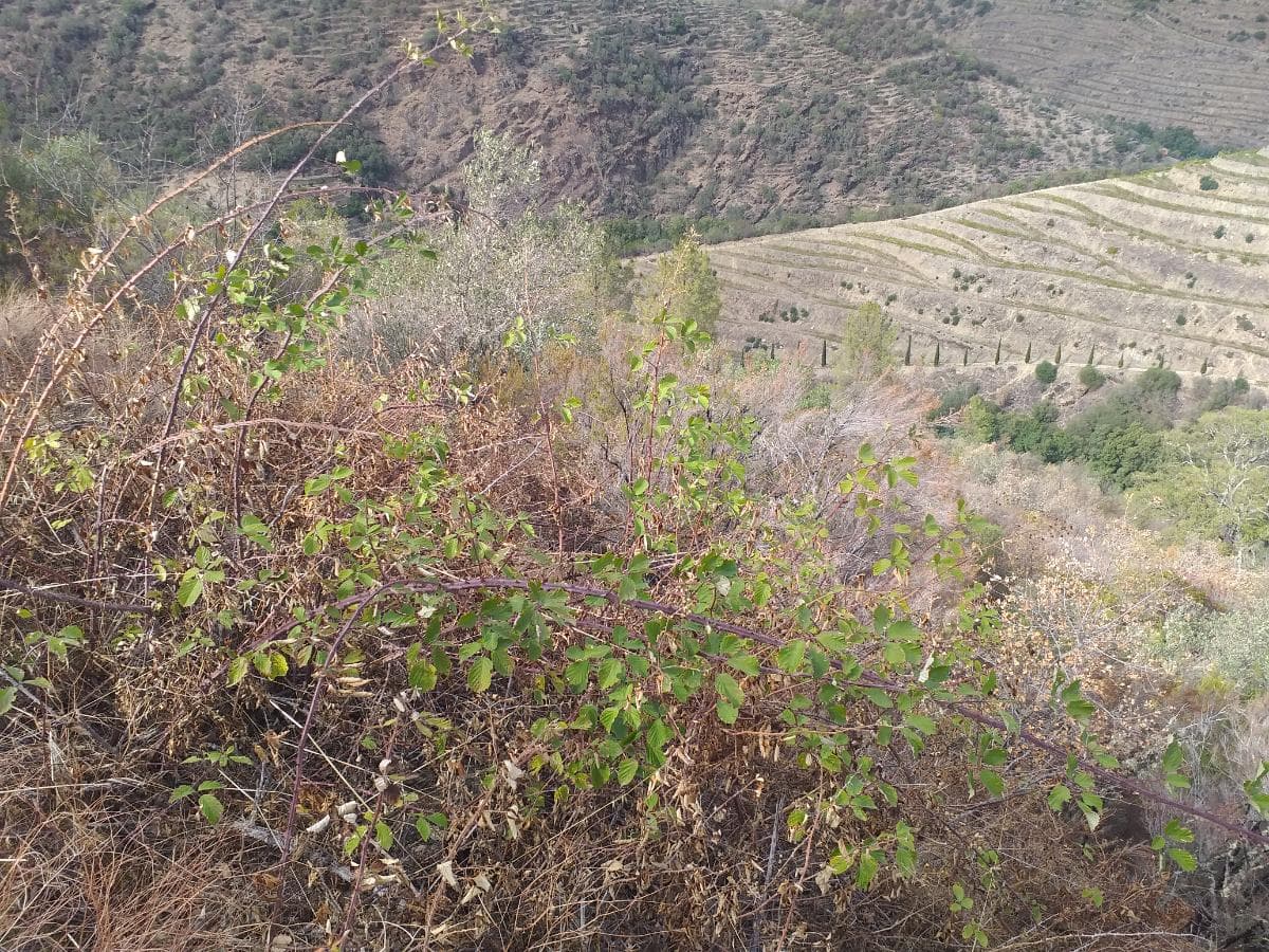Terreno com 4,49 ha · Tabuaço — imagen 9