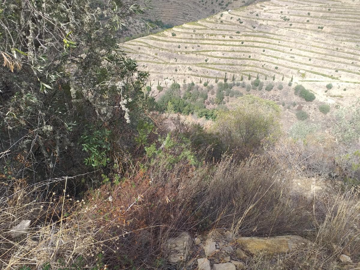 Terreno com 4,49 ha · Tabuaço — imagen 5