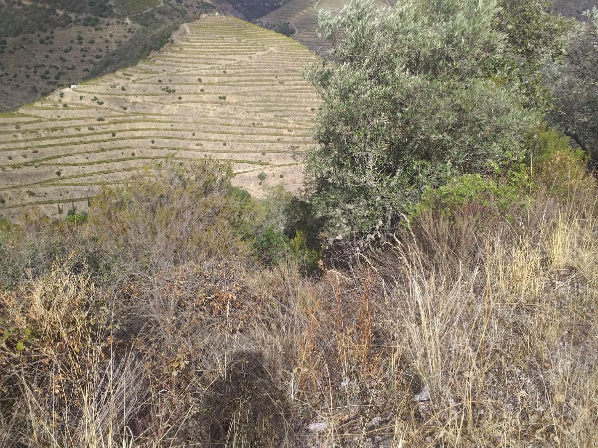 Terreno com 4,49 ha · Tabuaço — imagen 7