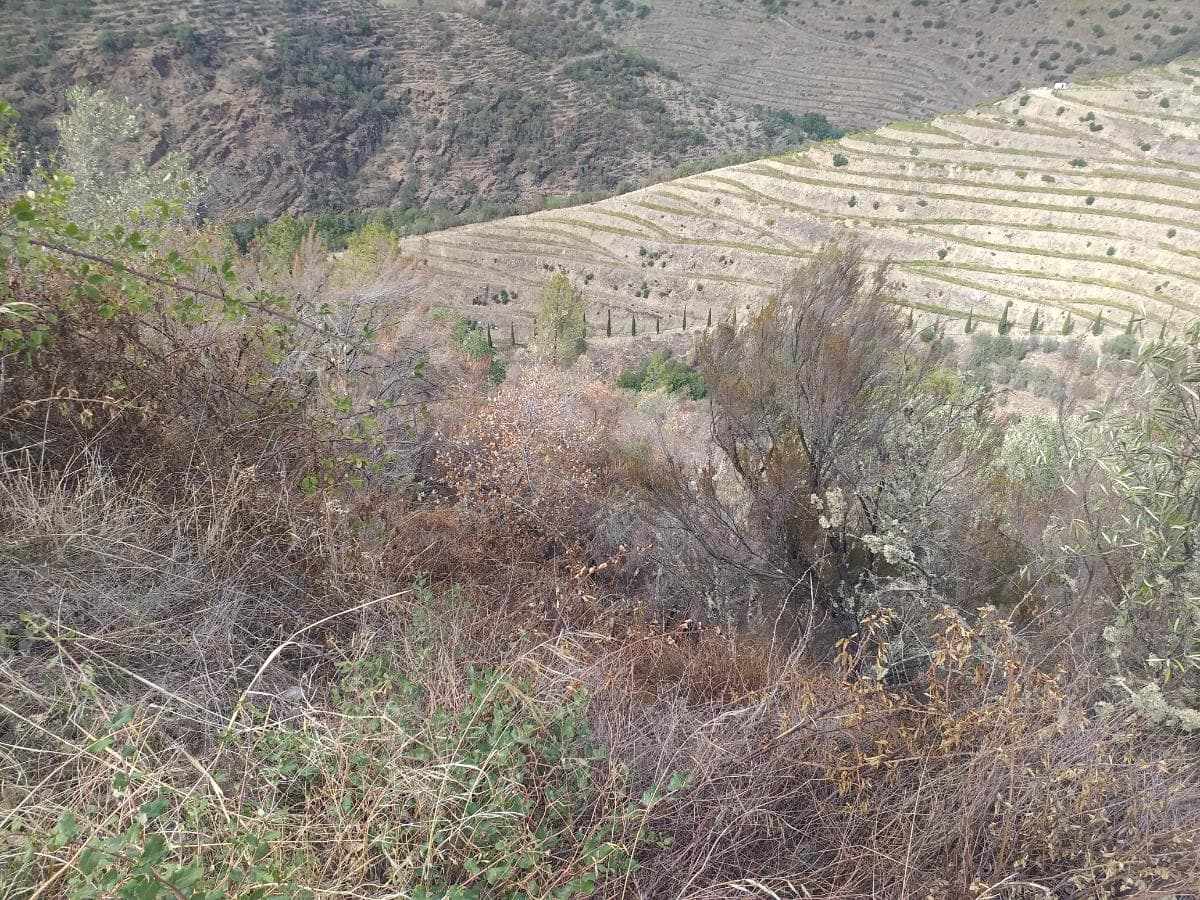 Terreno com 4,49 ha · Tabuaço — imagen 10