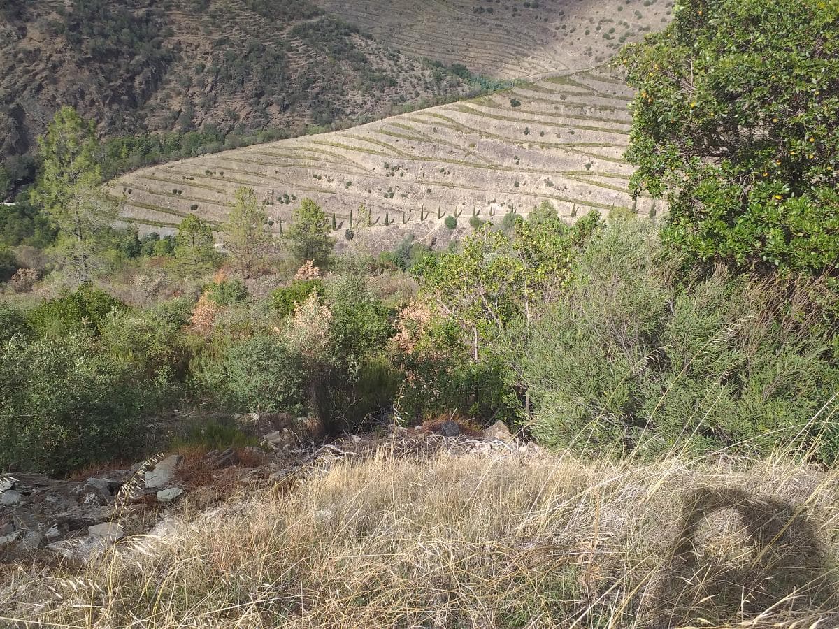 Terreno com 4,49 ha · Tabuaço — imagen 11