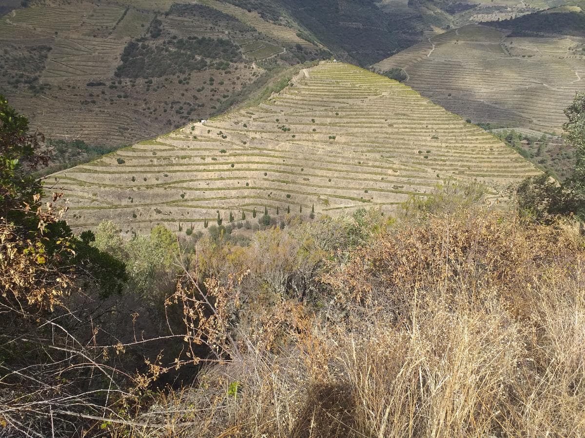 Terreno com 4,49 ha · Tabuaço — imagen 4
