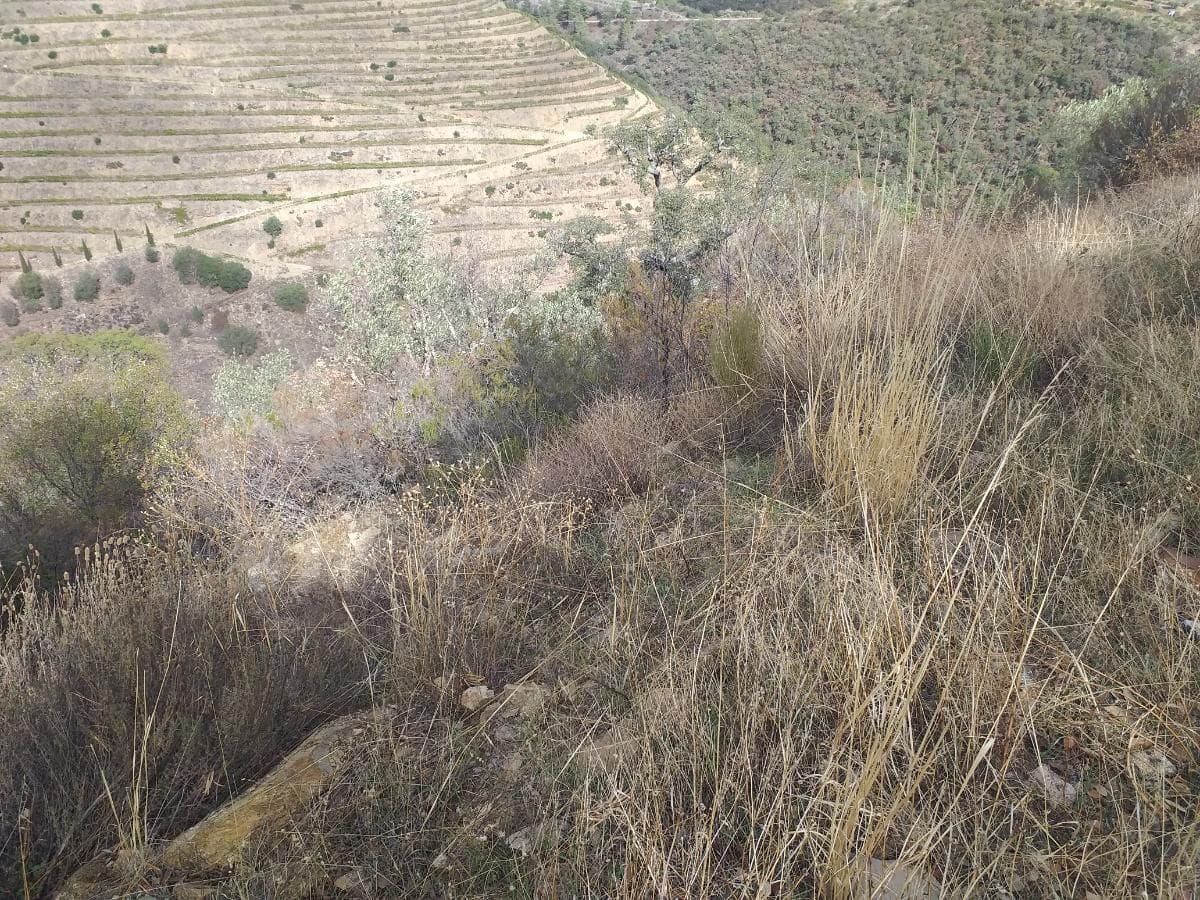 Terreno com 4,49 ha · Tabuaço — imagen 2