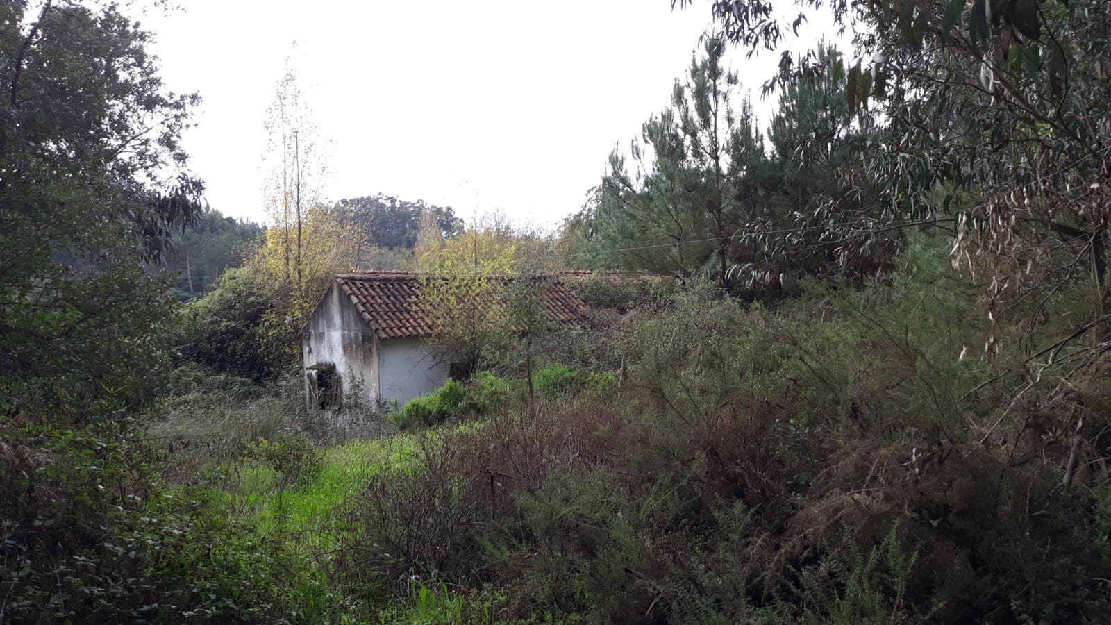 Terreno c/ +2,2 Hectares · Rio Maior, Santarém — imagem 1