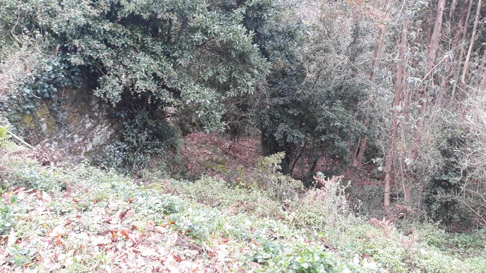 Usufruto de Moradia e Terrenos · Penela, Coimbra — imagen 13