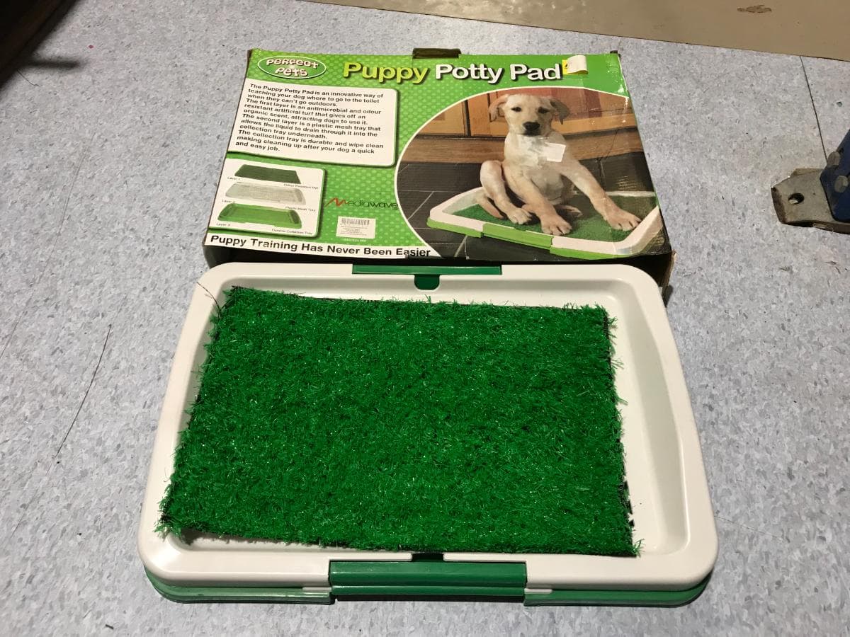 WC Canino