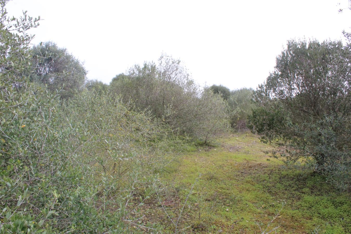 Terreno · Oeiras — imagen 7