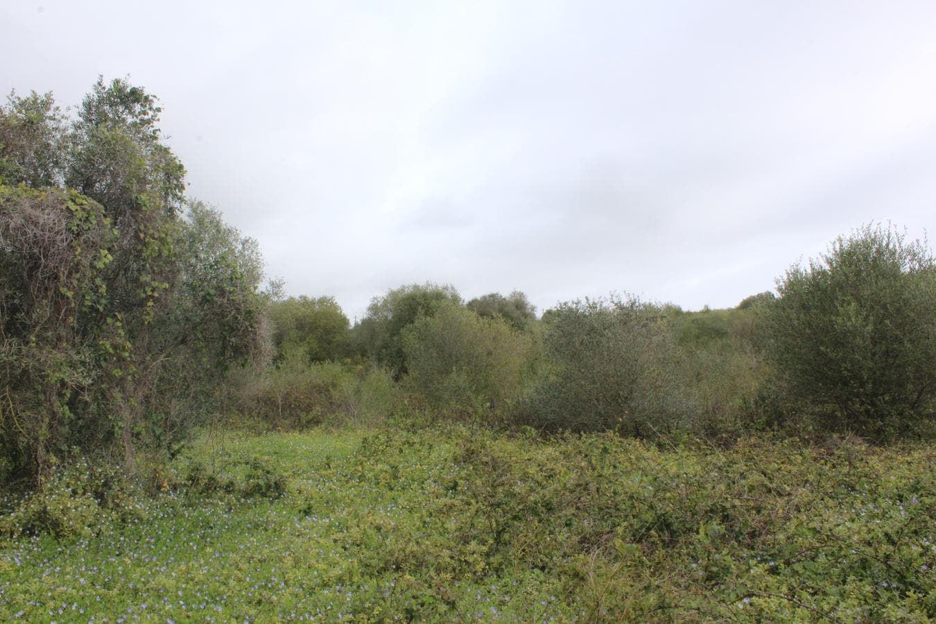 Terreno · Oeiras — imagen 4