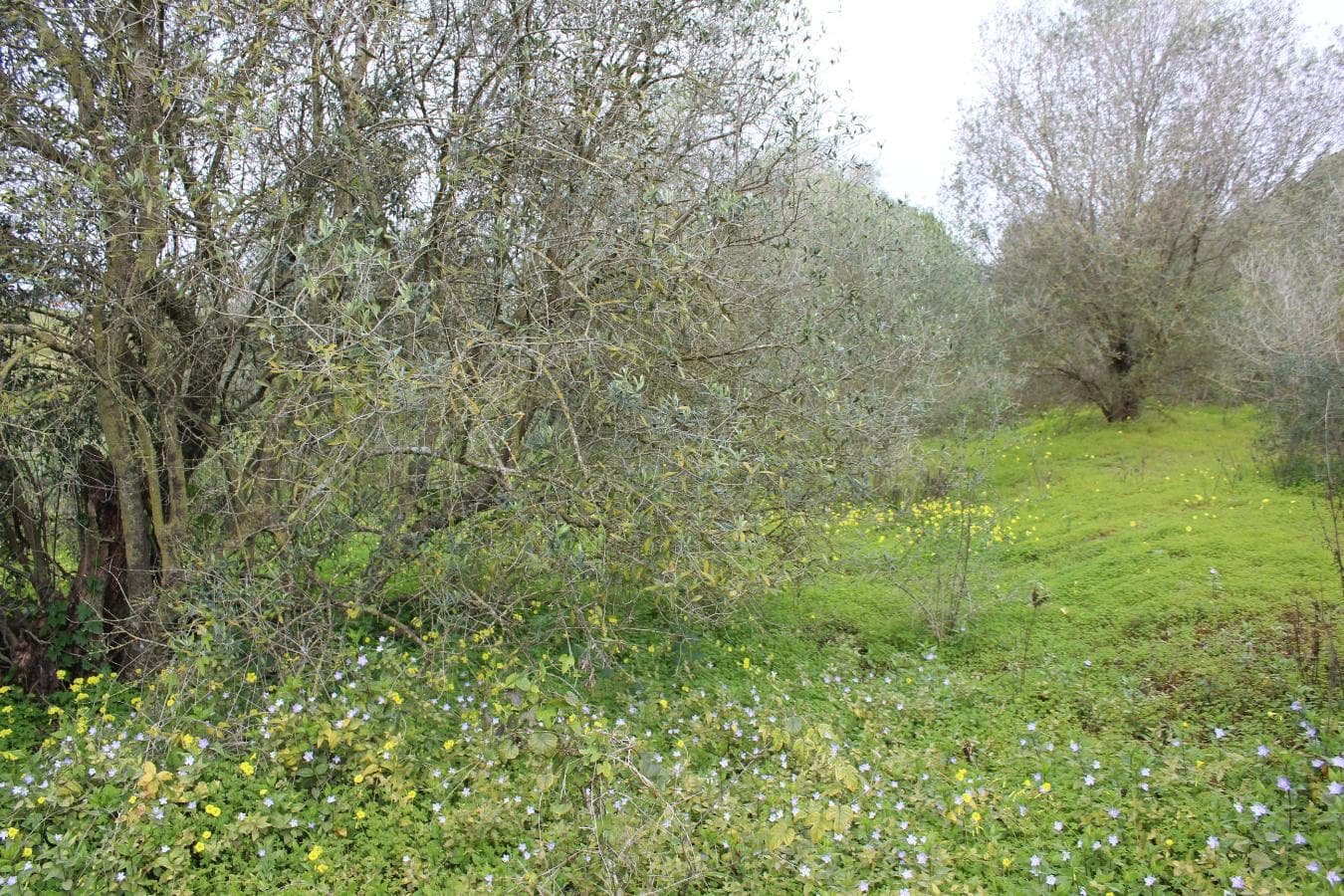 Terreno · Oeiras — imagen 8