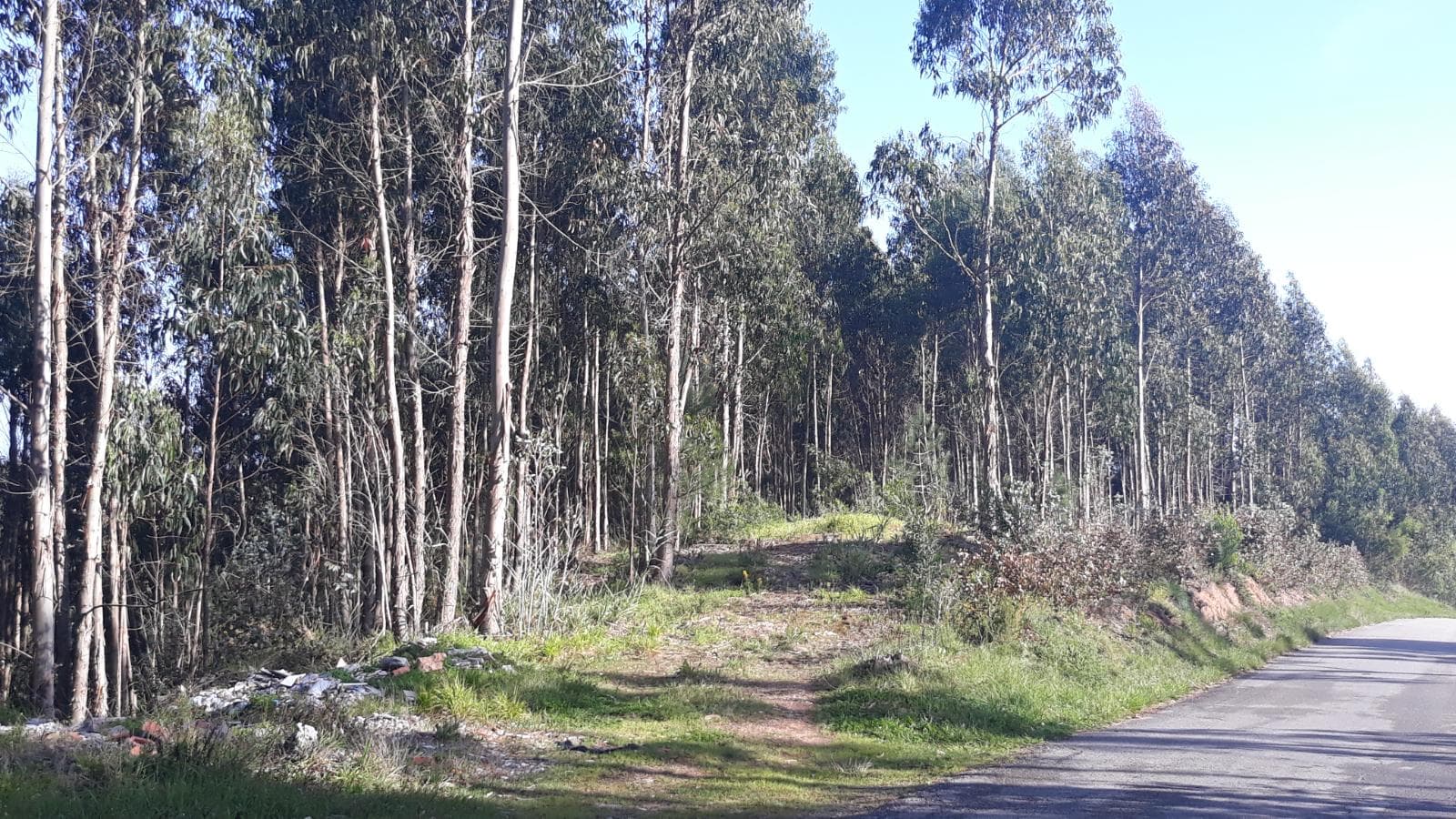 Moradia em Ruínas · Figueira da Foz — imagen 1