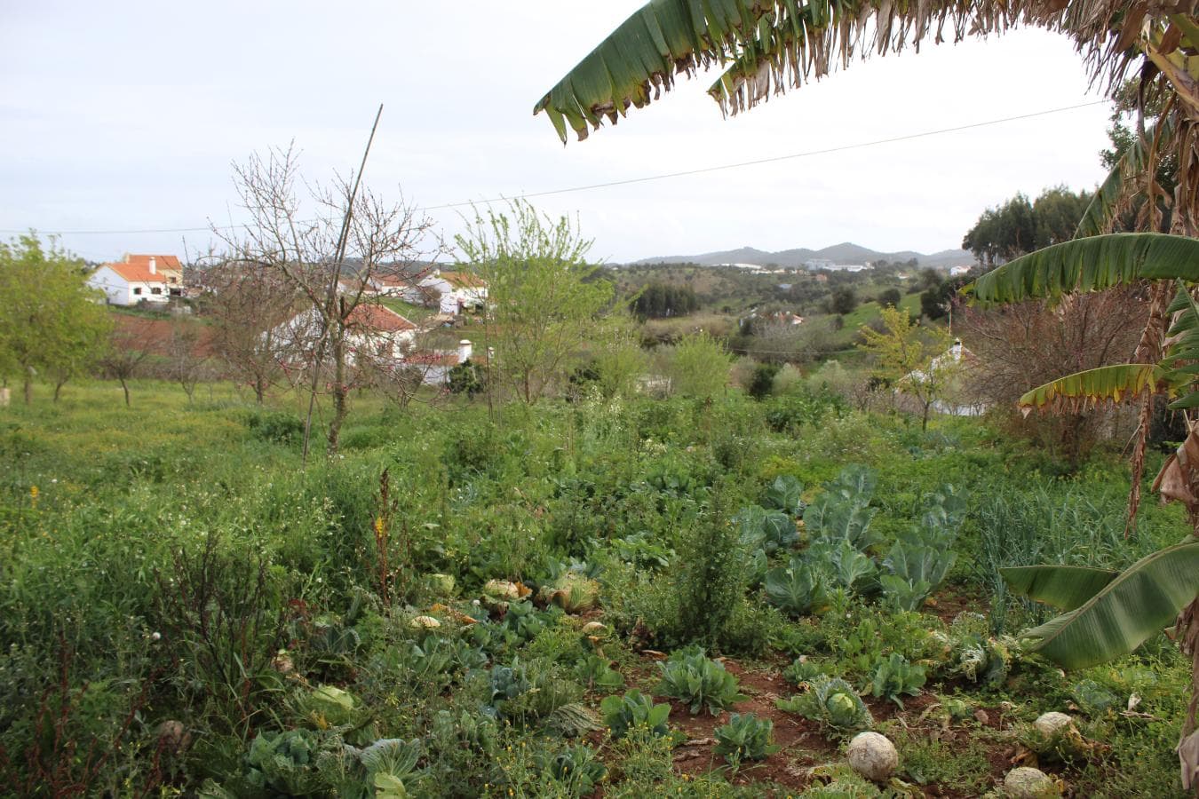 Monte Cercal do Alentejo · Santiago do Cacém — image 30