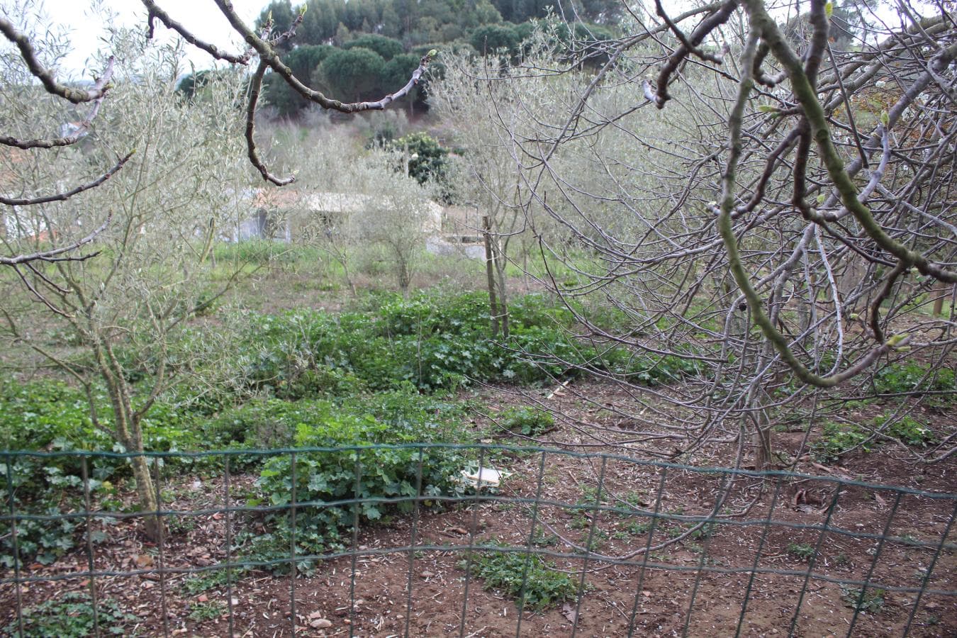 Monte Cercal do Alentejo · Santiago do Cacém — image 10