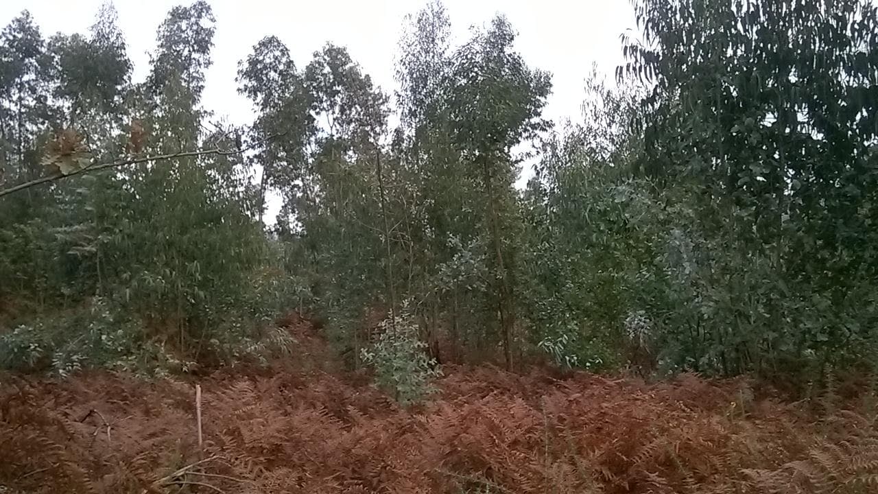 Proporção de 1/3 De Terrenos · Fafe — imagem 2