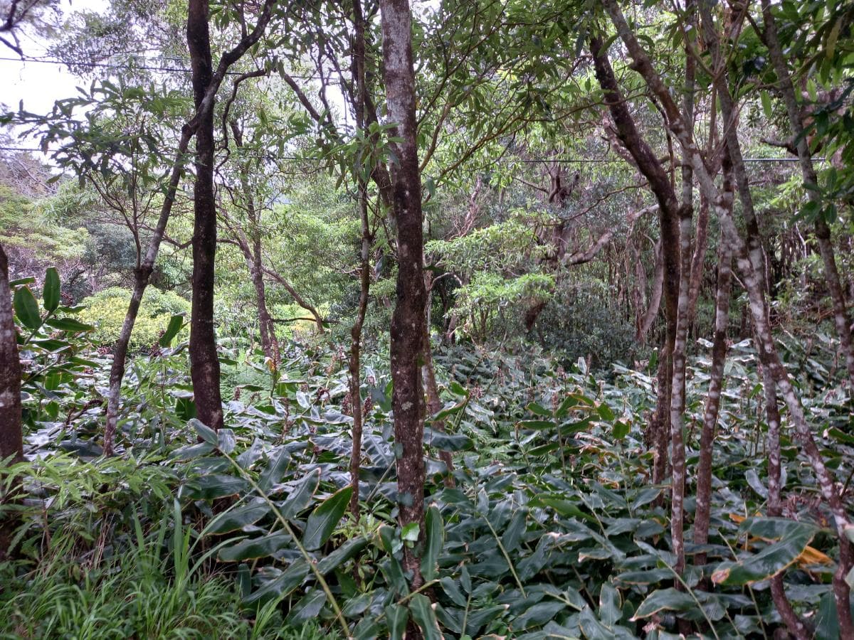 Moradias · Terrenos · Horta, Ilha dos Açores — image 1