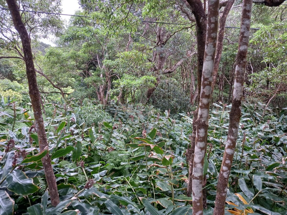 Moradias · Terrenos · Horta, Ilha dos Açores — image 6