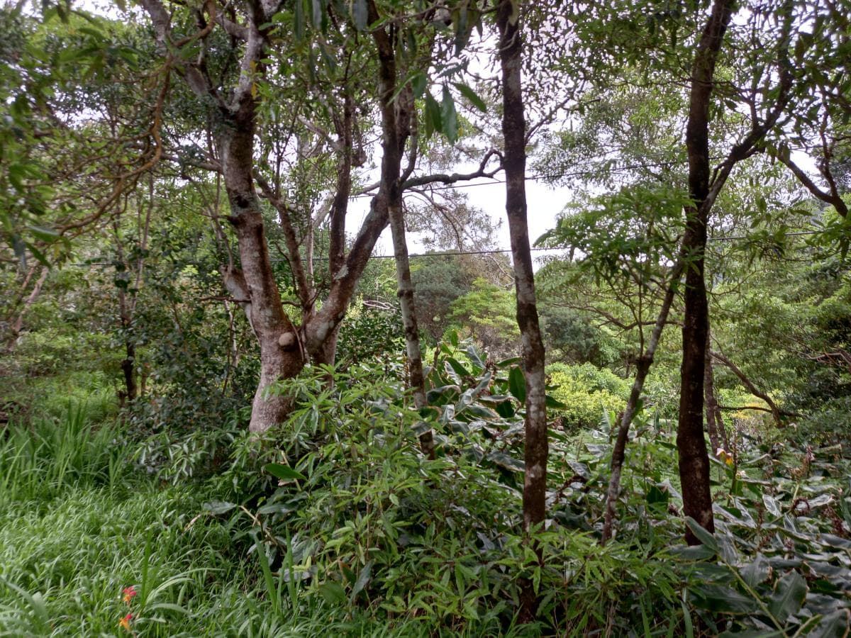 Moradias · Terrenos · Horta, Ilha dos Açores — image 2