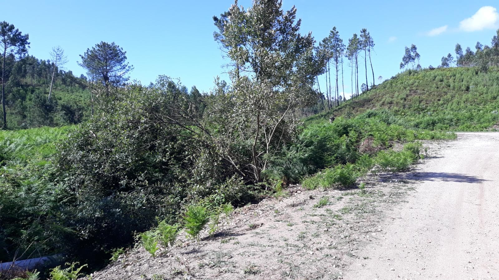 Quinhão Hereditário · Pombal — imagem 10