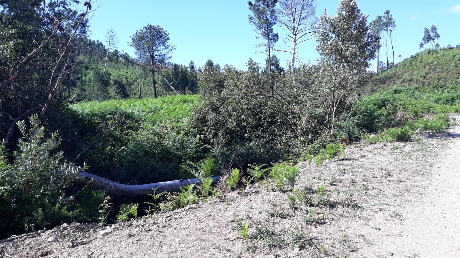 Quinhão Hereditário · Pombal — imagem 9