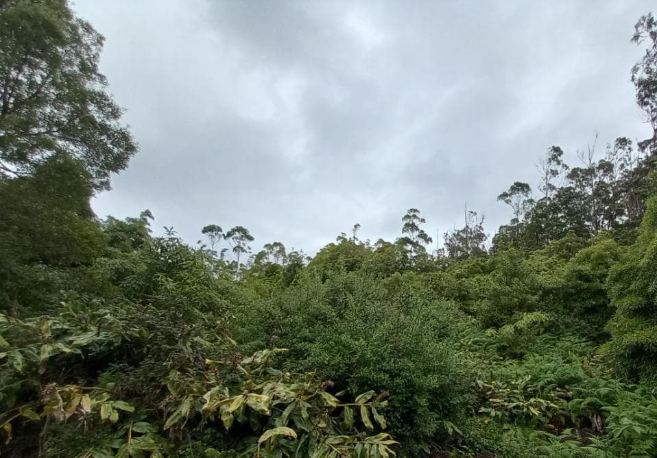 Terrenos · Angra do Heroísmo, Arquipélago dos Açores — imagem 5