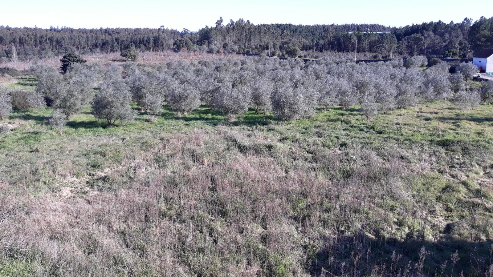 Quinta com casarão e Terreno · Ferreira do Zêzere — image 13