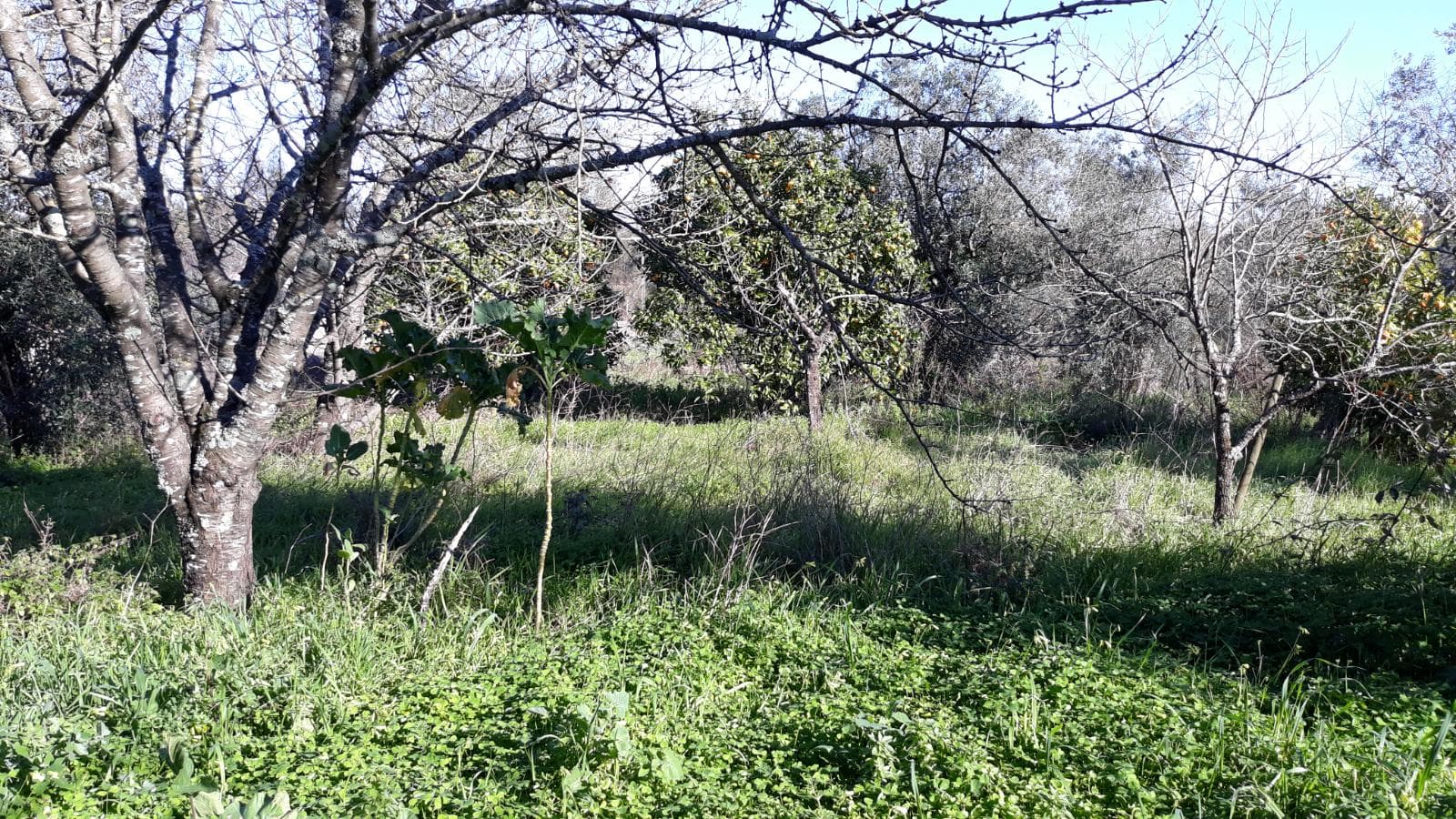 Quinta com casarão e Terreno · Ferreira do Zêzere — image 14