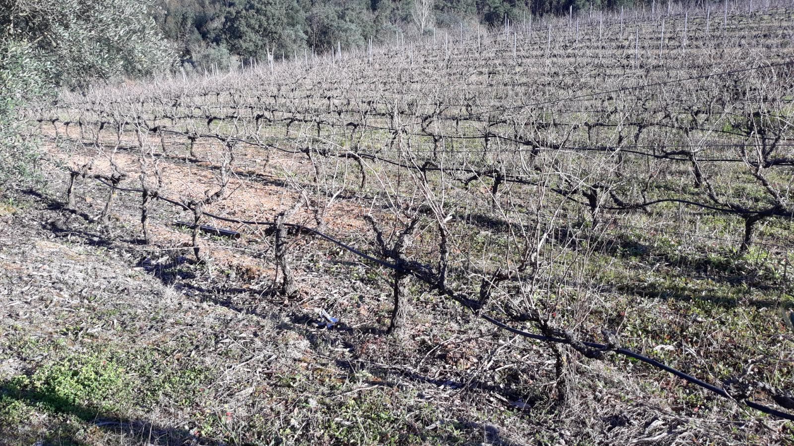 Quinta com casarão e Terreno · Ferreira do Zêzere — image 15