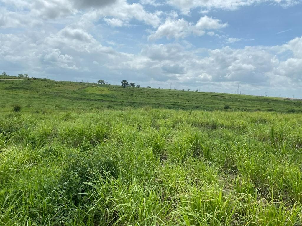Prédios Rústicos - Luanda Leste — image 8