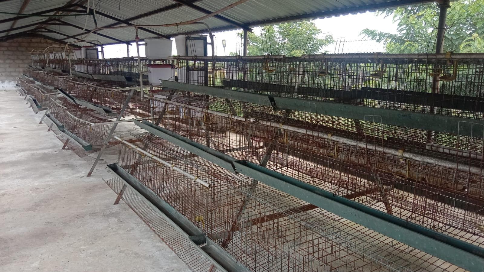 Baterias de produção de ovos e bebedouros. ·