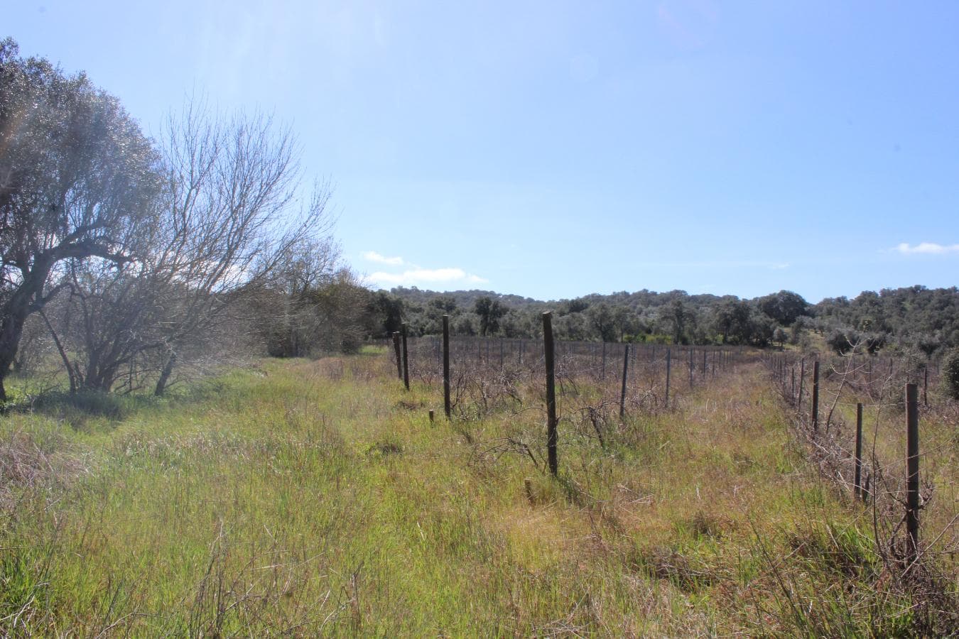 Vinha · Vidigueira, Beja — imagen 2