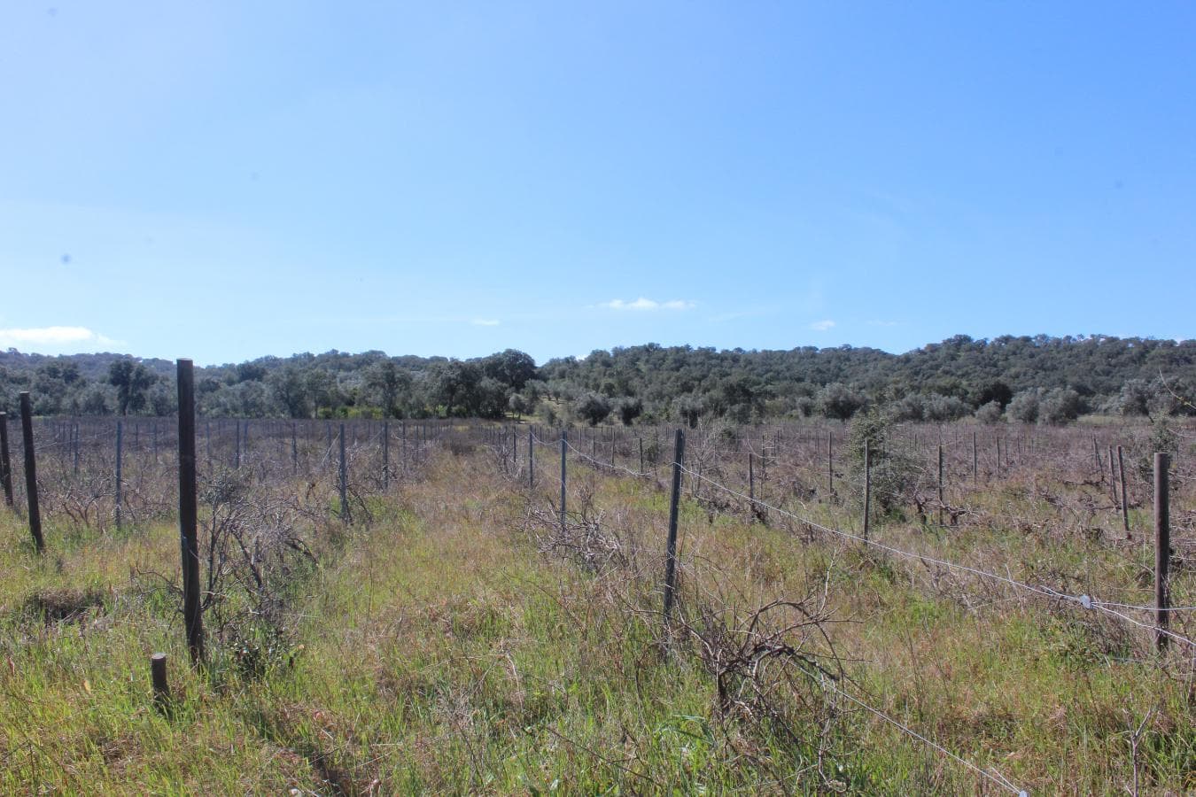 Vinha · Vidigueira, Beja — imagen 3