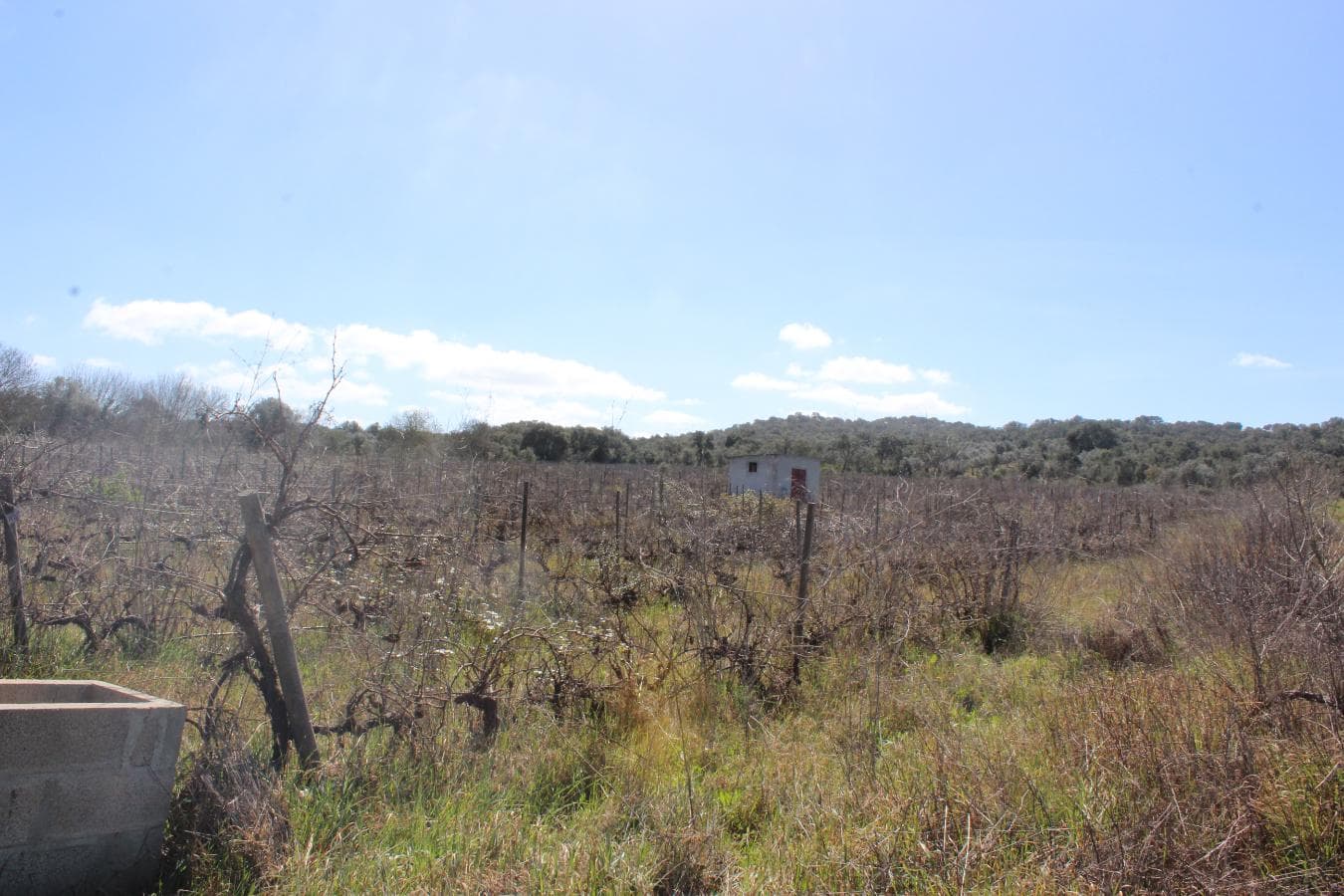 Vinha · Vidigueira, Beja — imagen 6