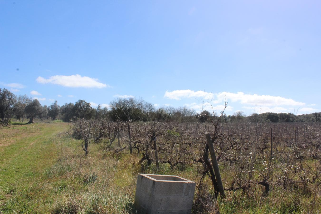 Vinha · Vidigueira, Beja — imagen 7