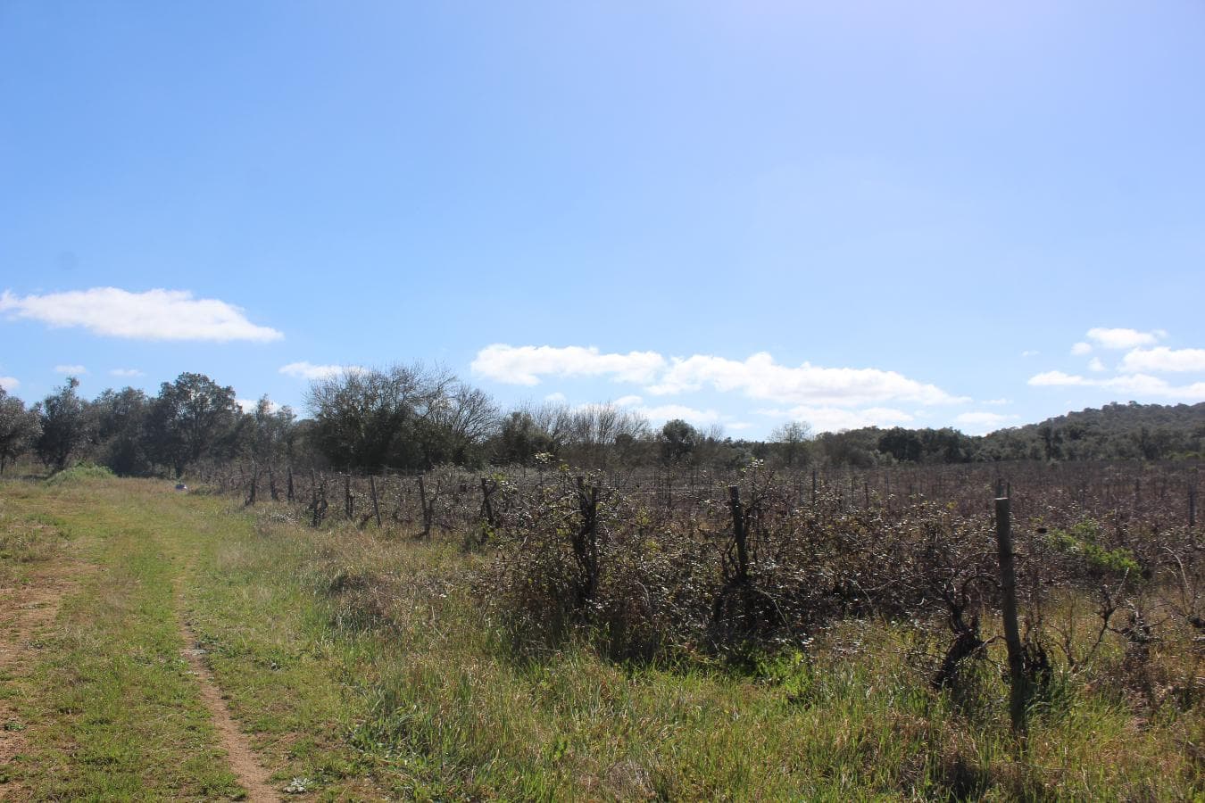 Vinha · Vidigueira, Beja — imagen 10