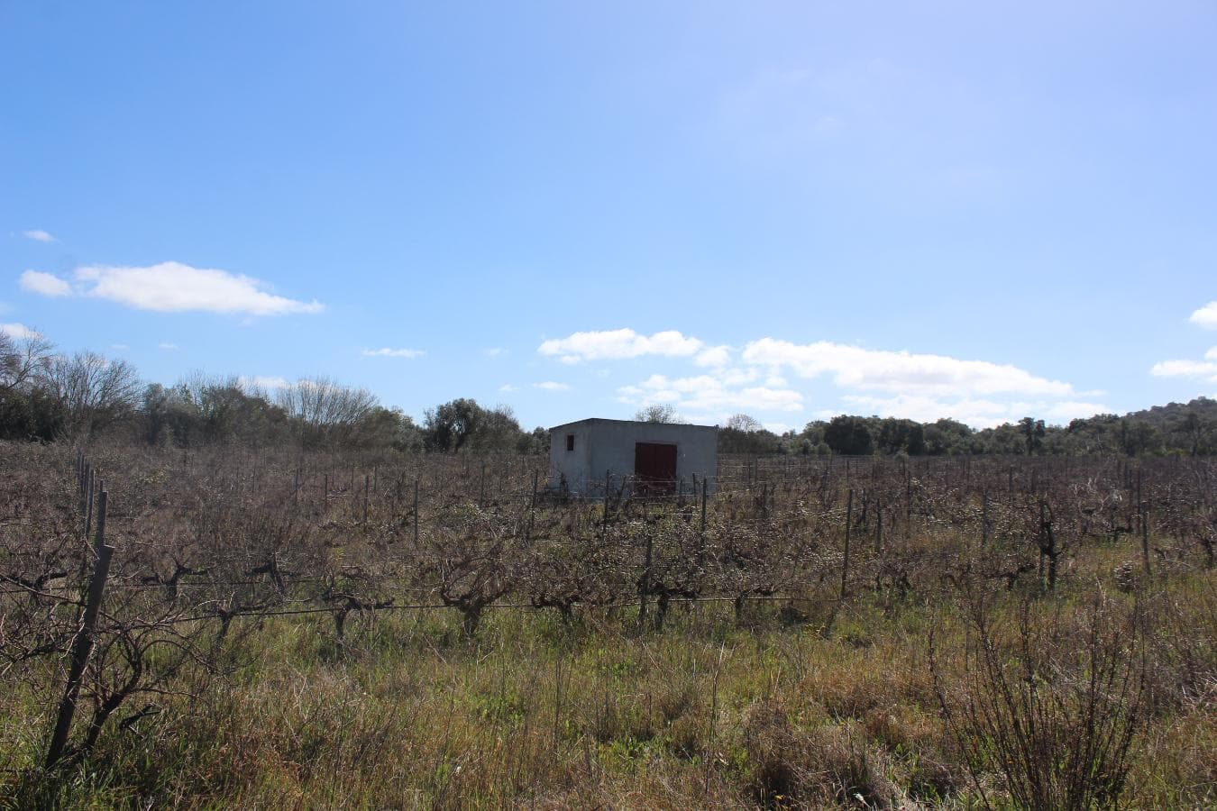 Vinha · Vidigueira, Beja — imagen 8