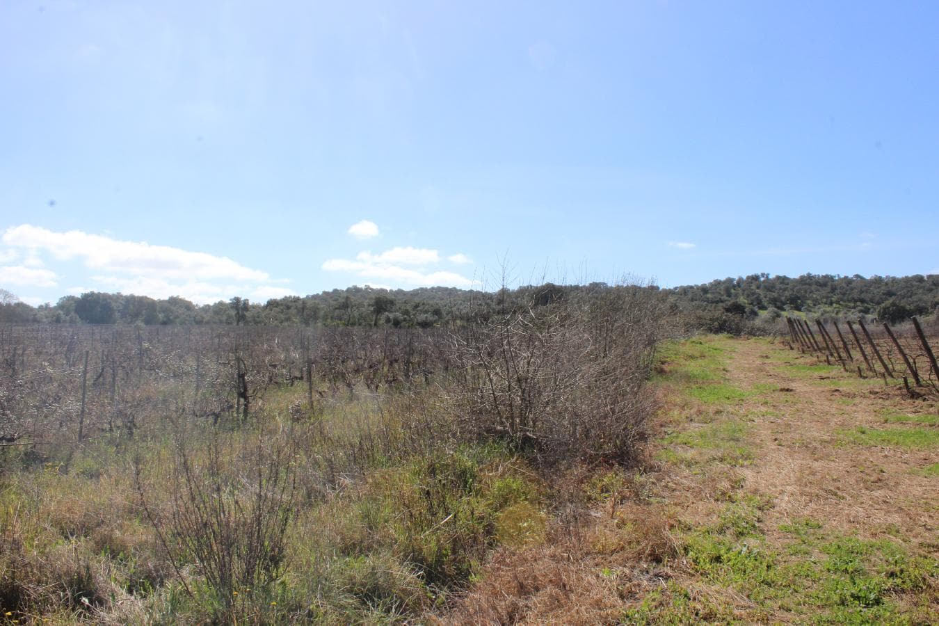 Vinha · Vidigueira, Beja — imagen 12