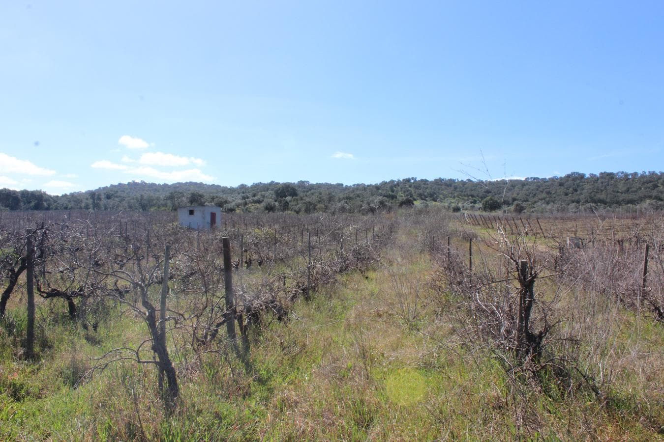 Vinha · Vidigueira, Beja — imagen 9
