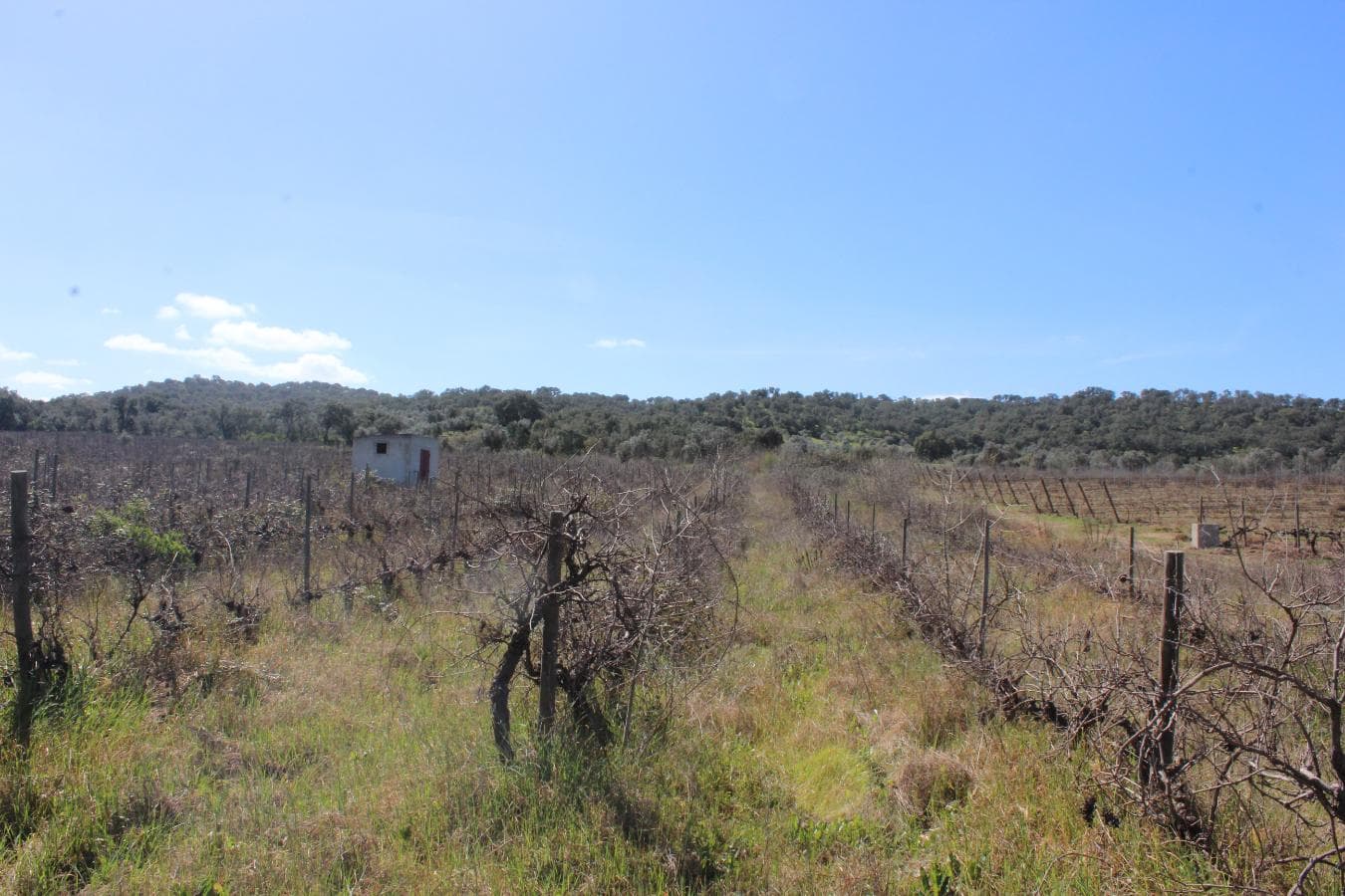 Vinha · Vidigueira, Beja — imagen 11