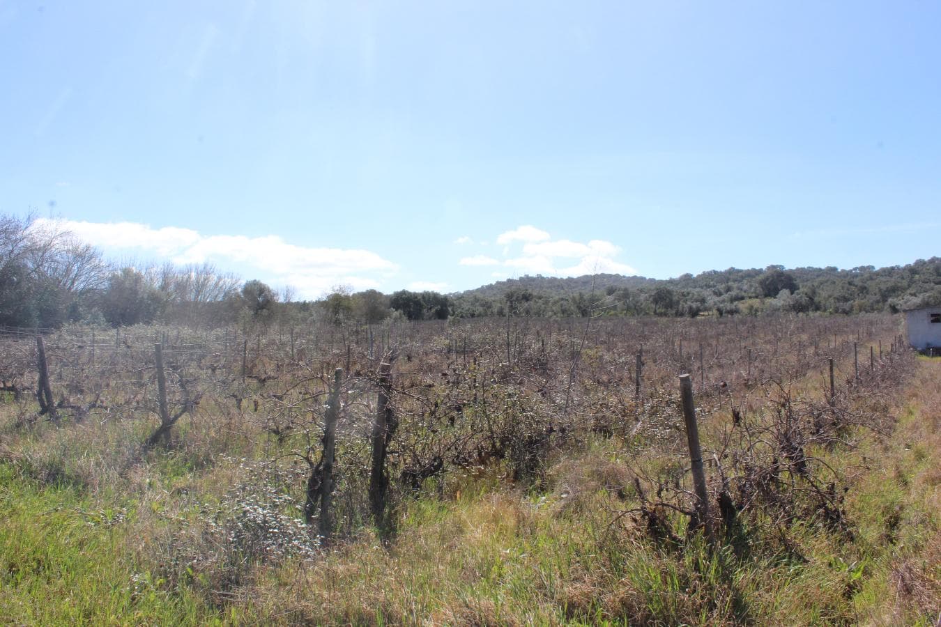 Vinha · Vidigueira, Beja — imagen 13