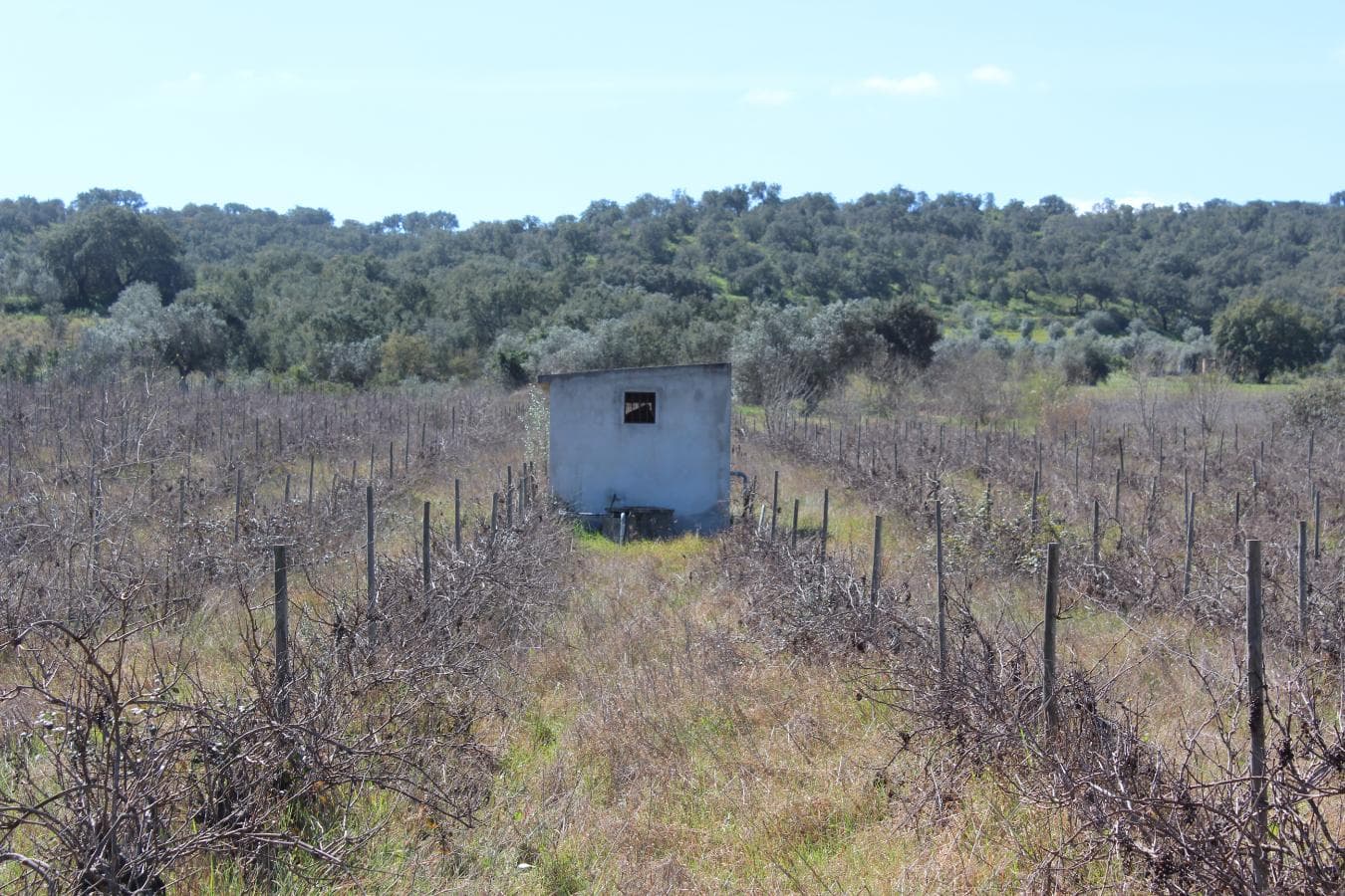 Vinha · Vidigueira, Beja — imagen 4