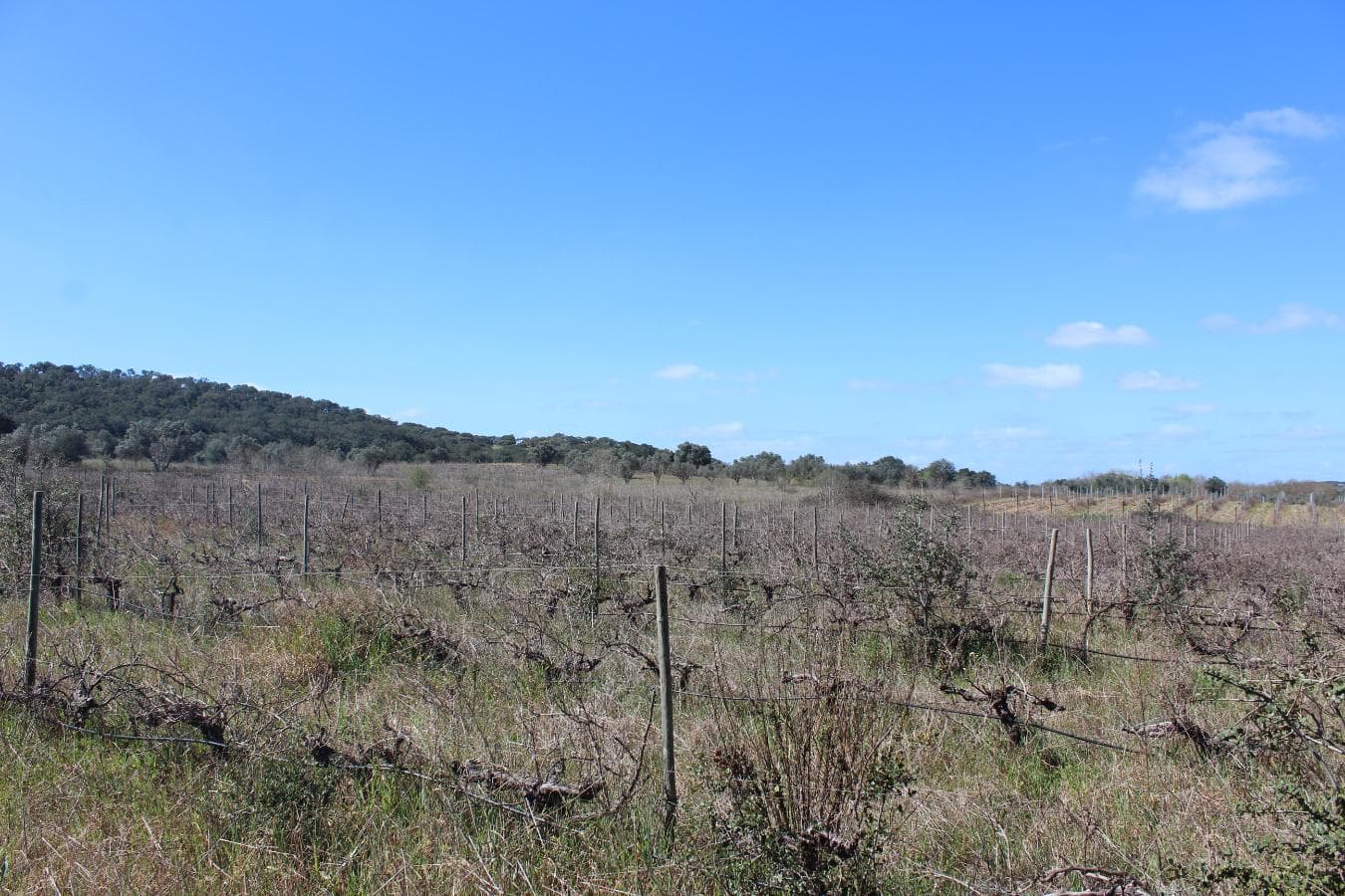 Vinha · Vidigueira, Beja — imagen 14