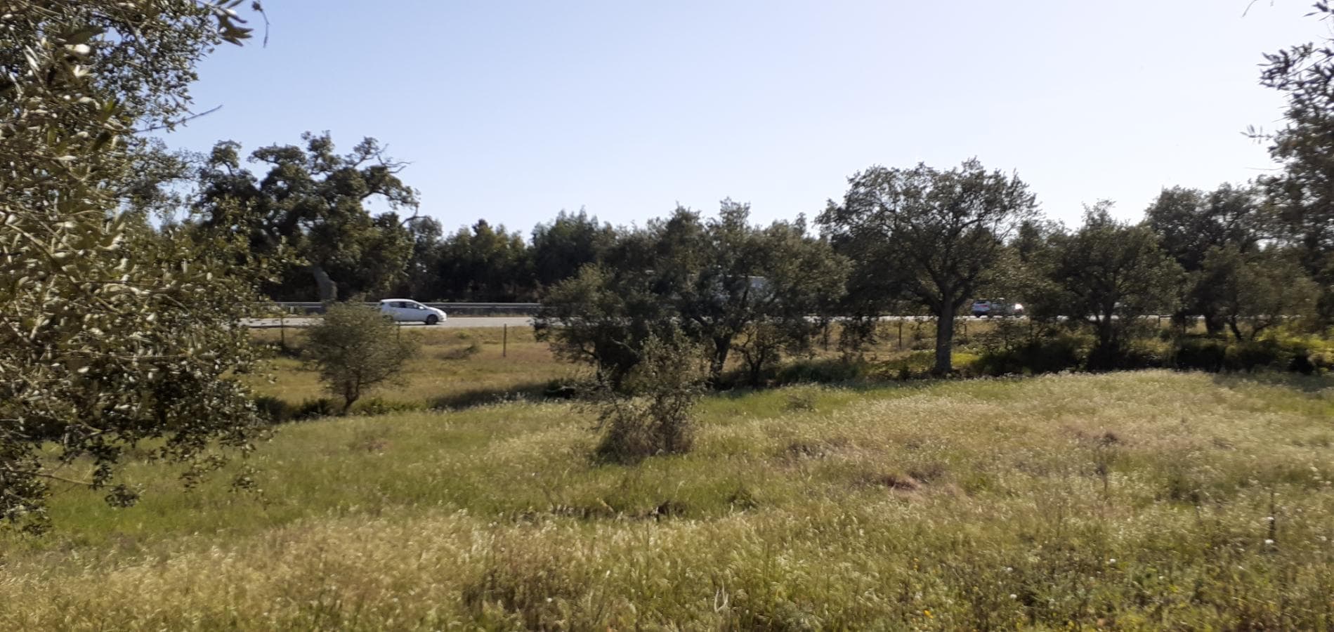 Terreno · Palmela — image 8