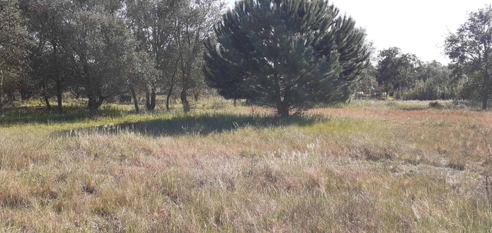 Terreno · Palmela — image 18