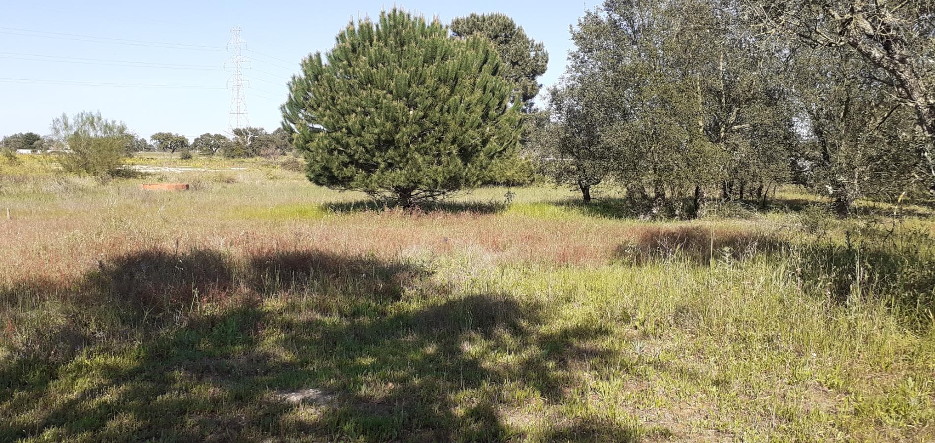 Terreno · Palmela — image 19