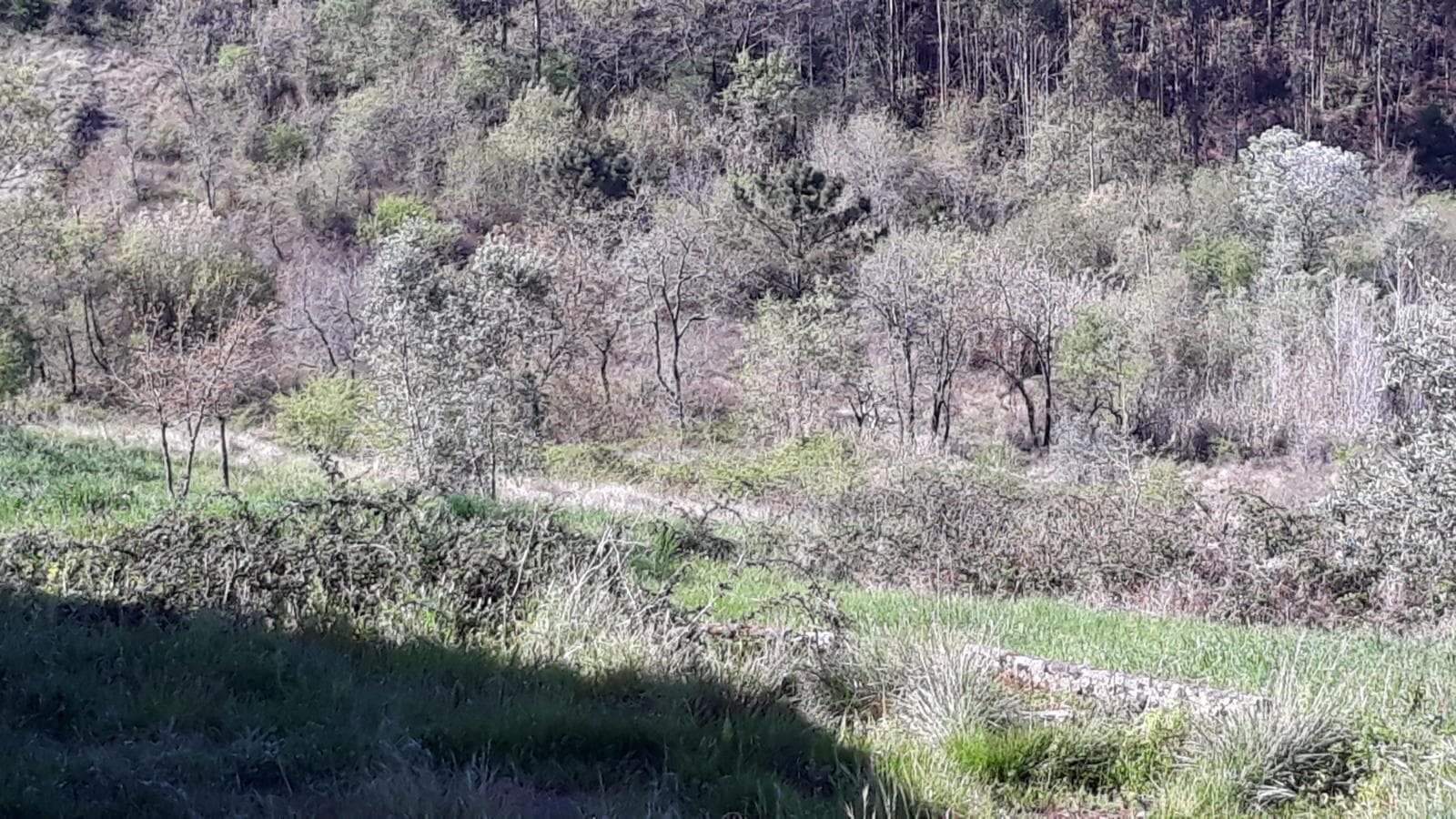 Terreno · Pombal — imagen 1