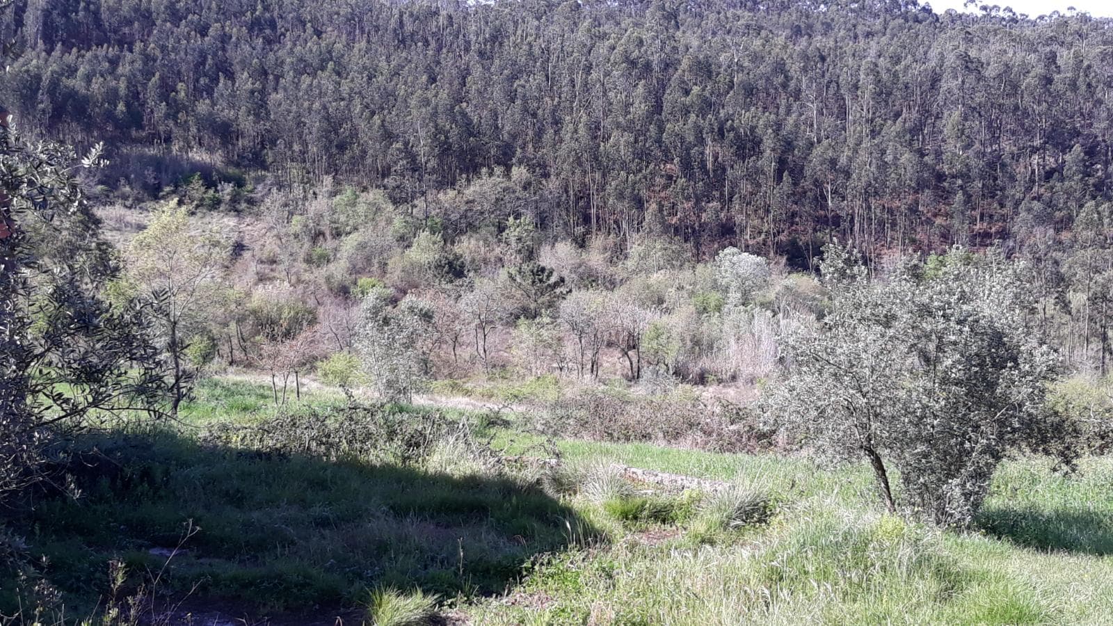 Terreno · Pombal — imagen 3
