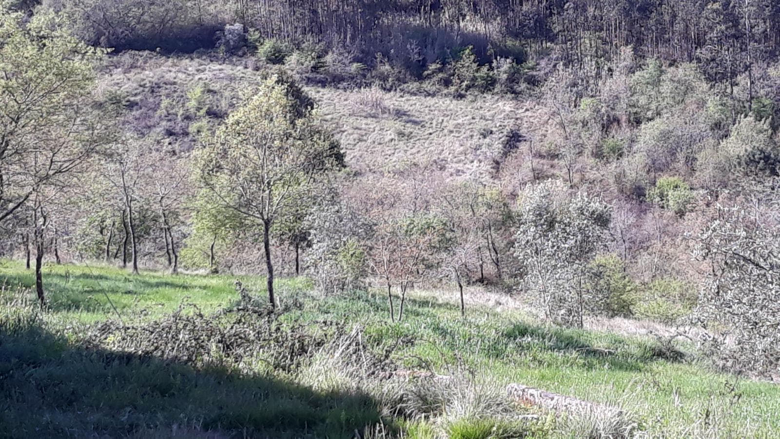 Terreno · Pombal — imagen 2