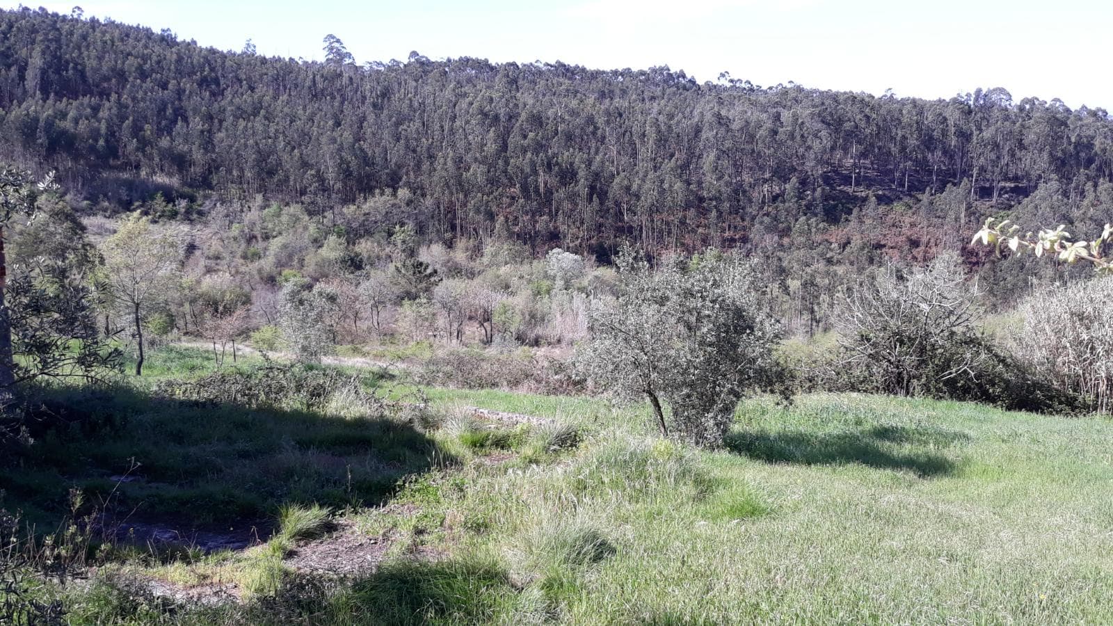 Terreno · Pombal — imagen 4