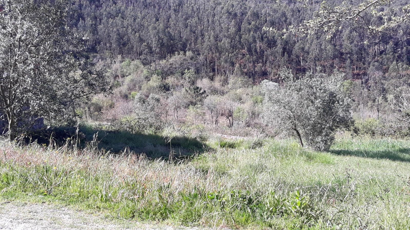 Terreno · Pombal — imagen 6