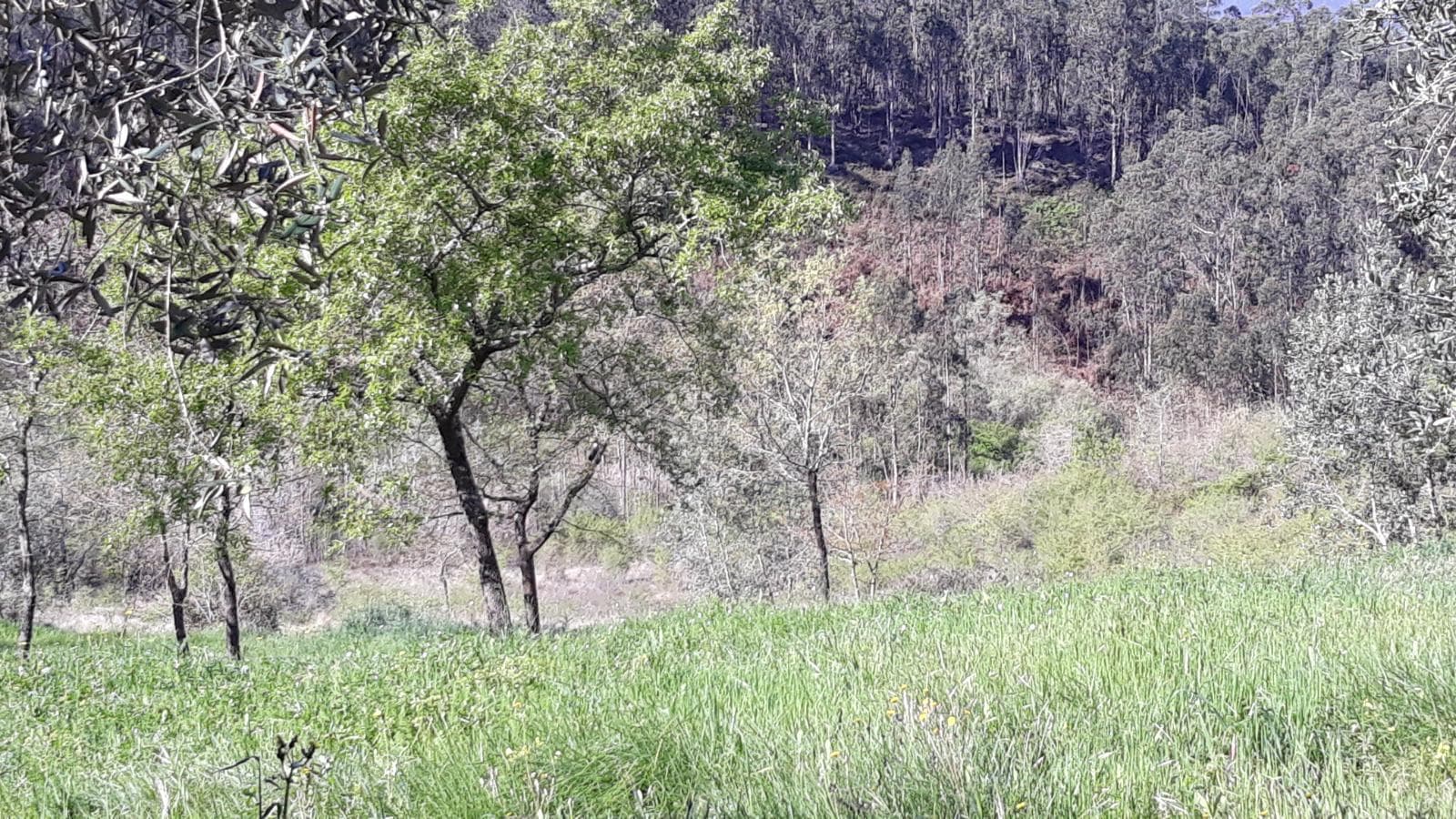 Terreno · Pombal — imagen 5